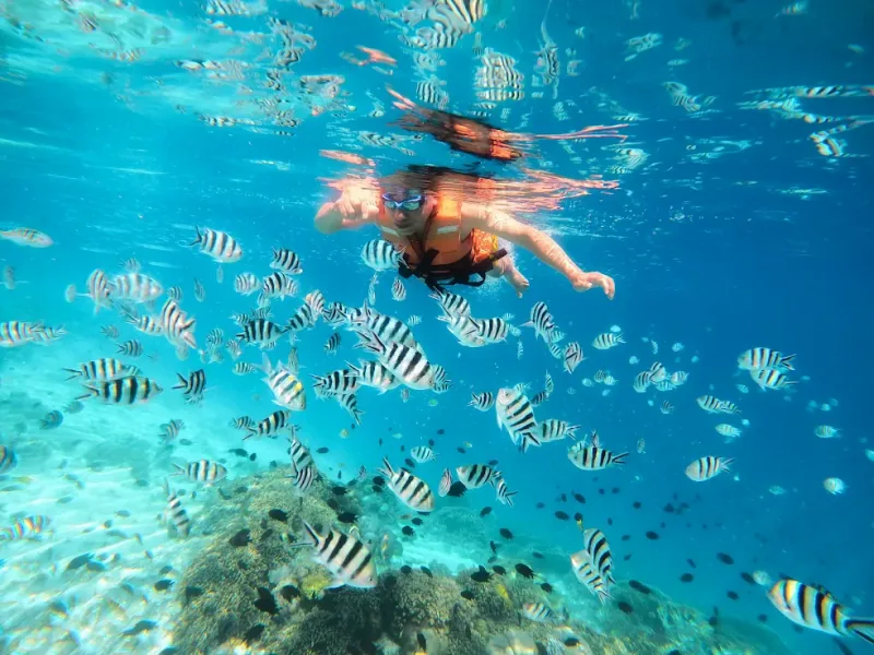 A snorkeller in a life jacket drifting through a school of sergeant-major fish