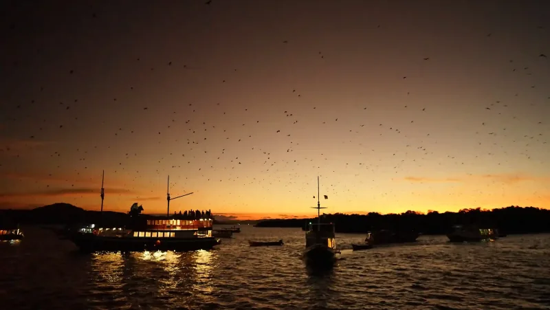 Boats at anchor off Kalong Island at dusk as flying foxes fill the sky