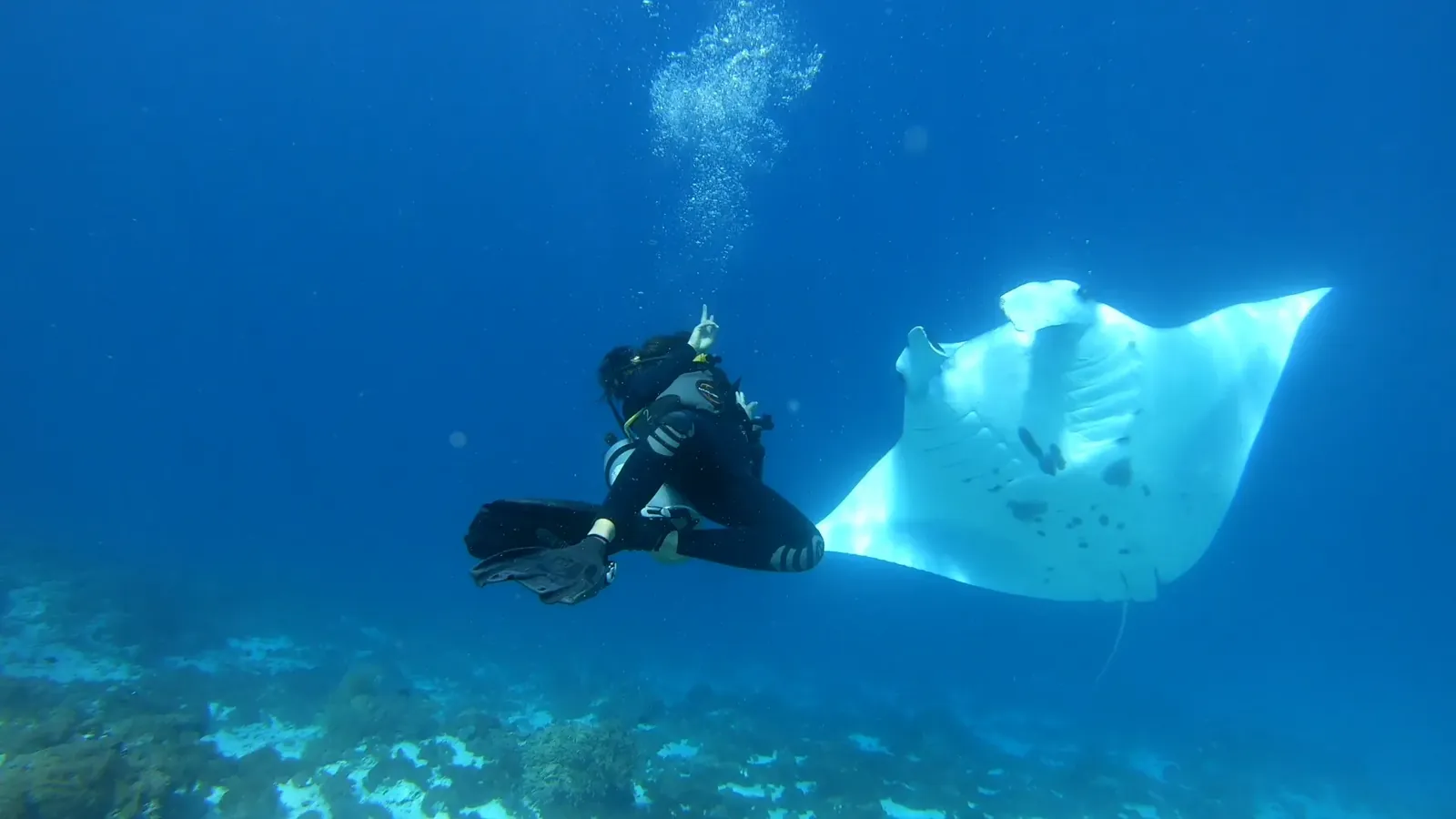 A diver giving an OK sign beside a large reef manta ray in blue water