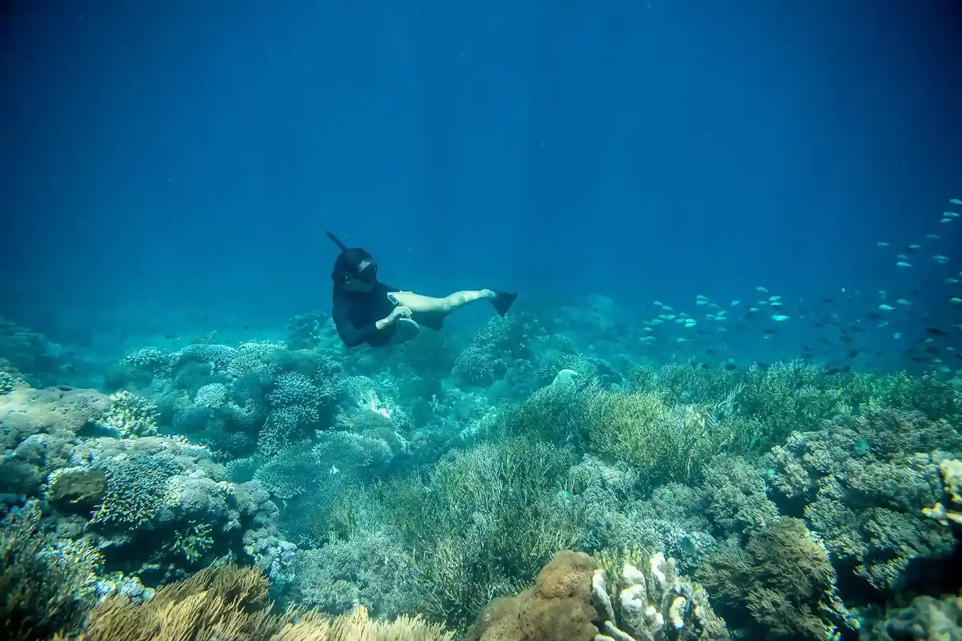 A snorkeller drifting over a coral reef as a school of fish passes by