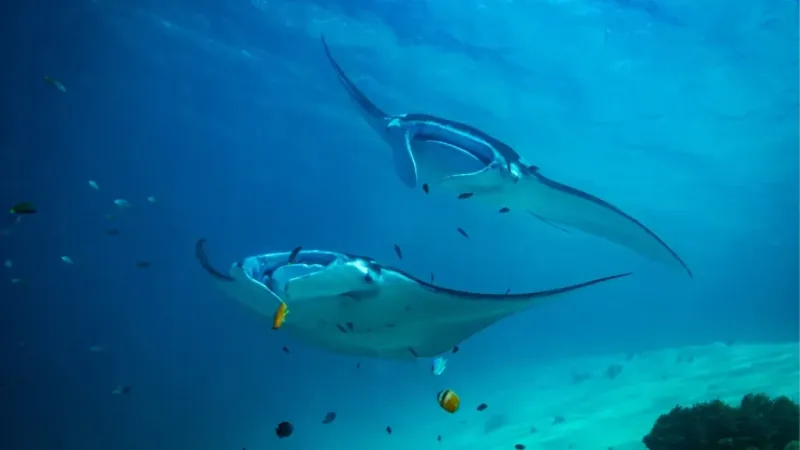Two reef manta rays gliding over a pale sandy seabed in open blue water