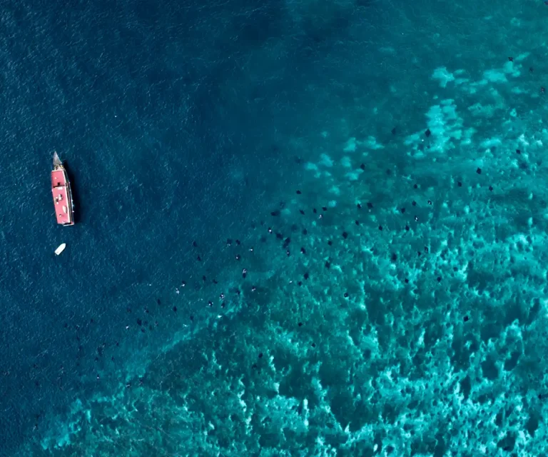 Manta rays gathering near Manta Point, Komodo