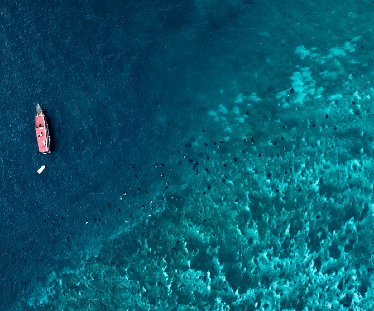 Manta rays gathering near Manta Point, Komodo