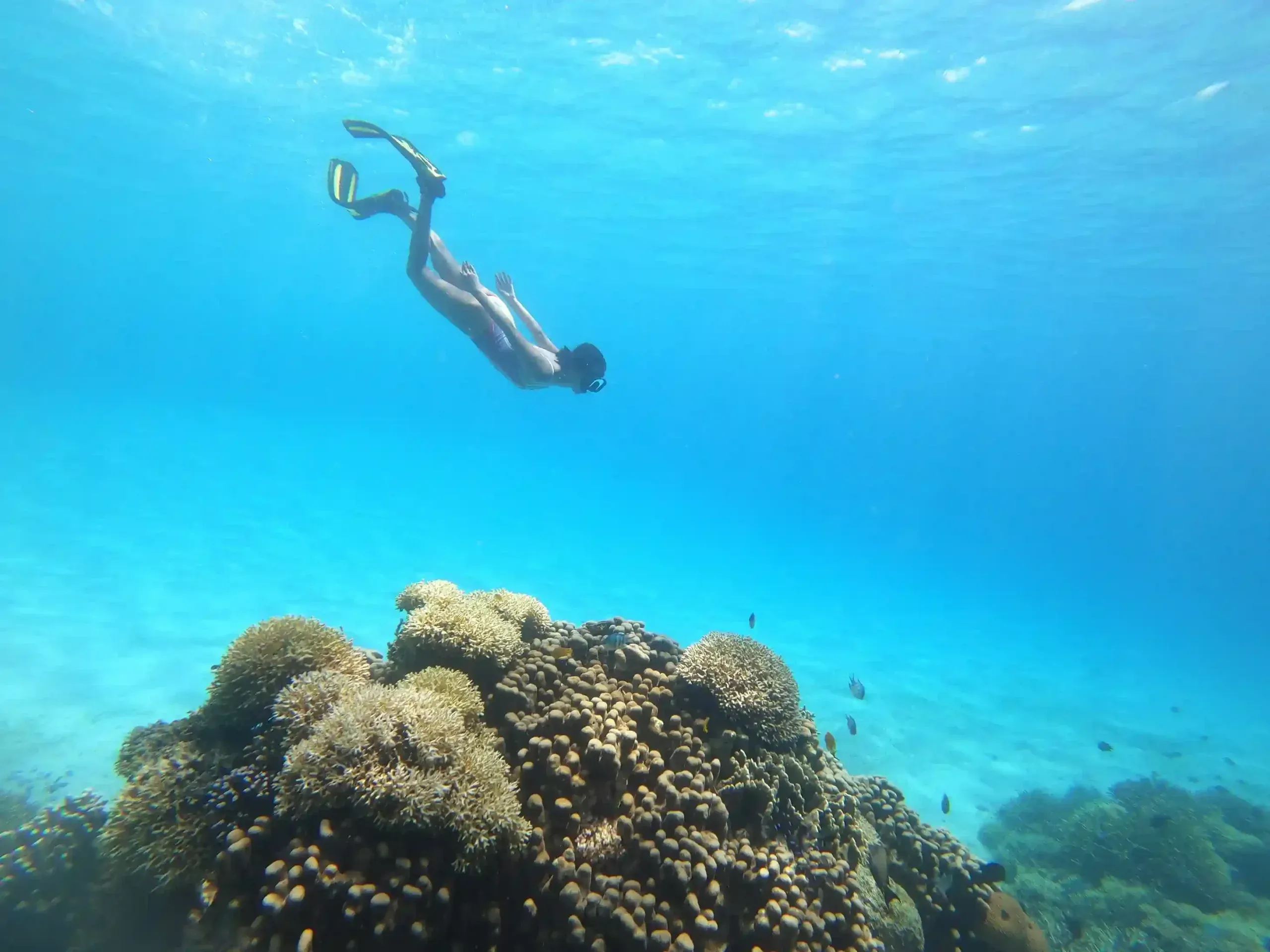 Snorkeler swimming above a coral reef in Komodo