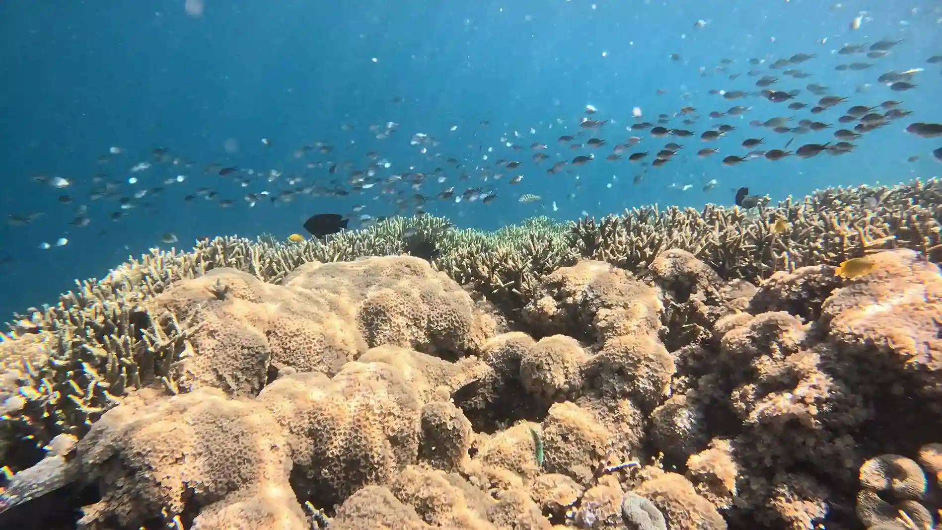 Coral reef and reef fish underwater in Komodo