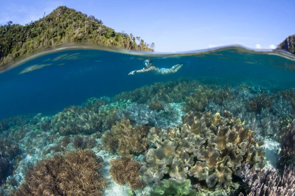 Snorkeler swimming over a coral reef near Komodo
