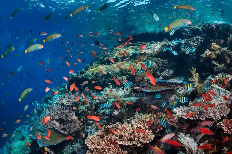 Vibrant coral reef at Batu Bolong, Komodo