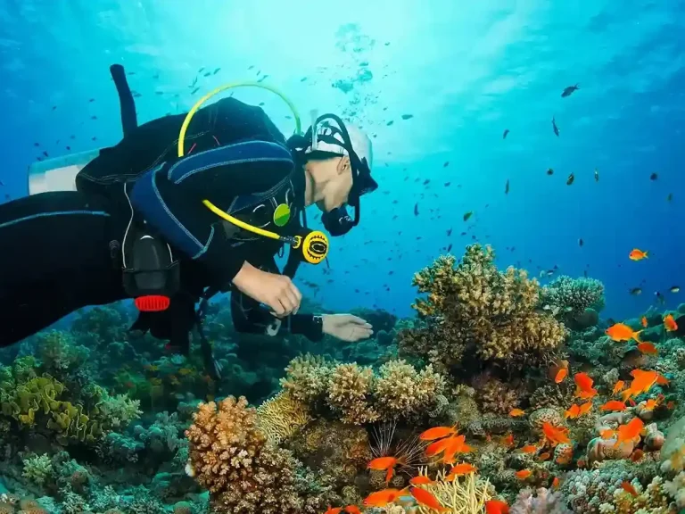 Scuba diver exploring a coral reef in Komodo