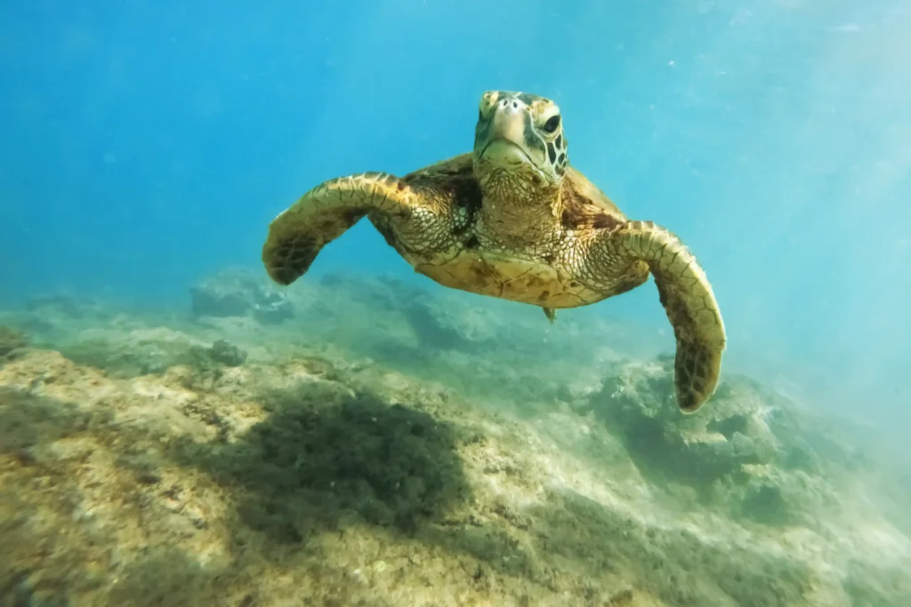Sea turtle swimming over the reef