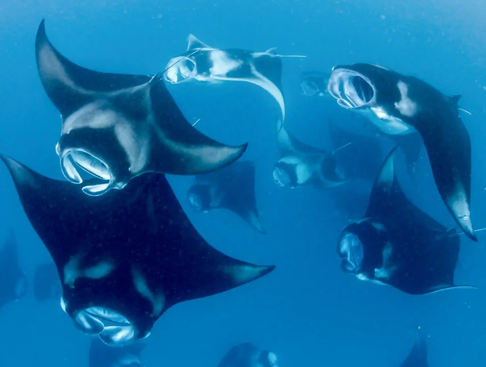 School of manta rays swimming together in Komodo