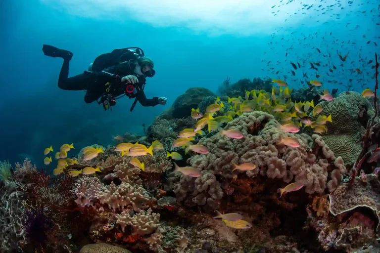 Diver observing reef fish in Komodo