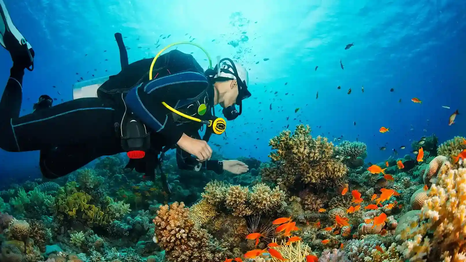 Diver photographing a coral reef in Komodo
