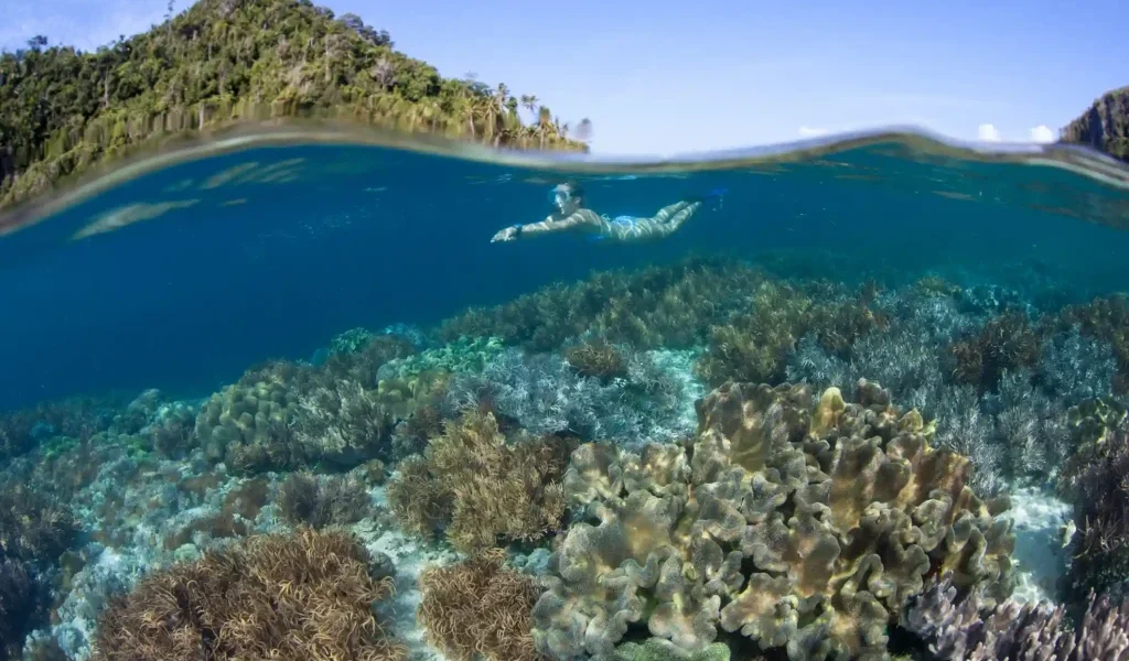 Snorkeler over the reef at Sebayur Island, Komodo